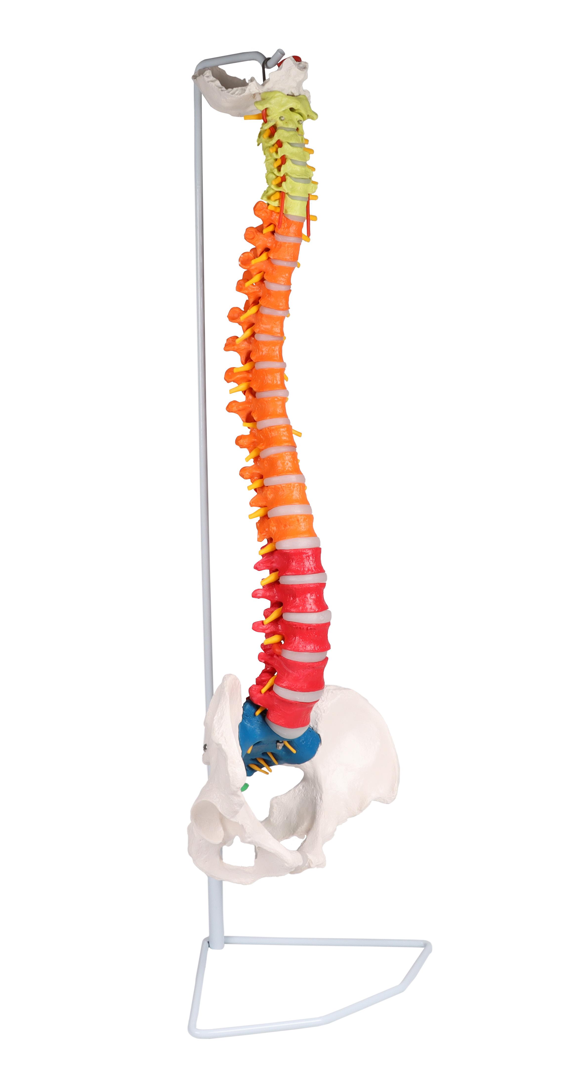 Flexible-vertebral-column-didactic