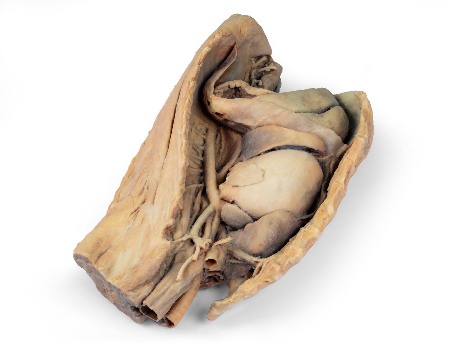 Canine-thoracic-cavity-left-side-5