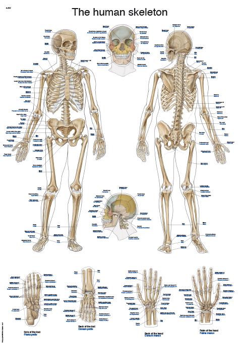 Lehrtafel "The human skeleton", 50x70cm