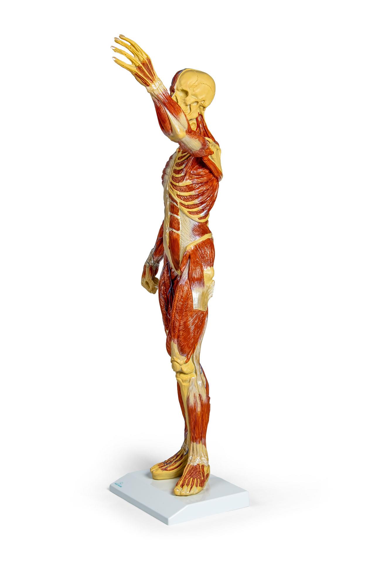 Muscular-figure-1-3-natural-size-2