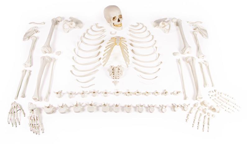 Squelette, démonté (ensemble d&#x2018;os)