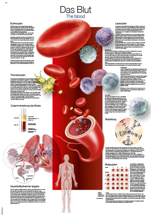 Chart The blood, 70x100cm