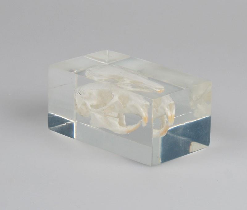 Guinea pig skull in plastic block