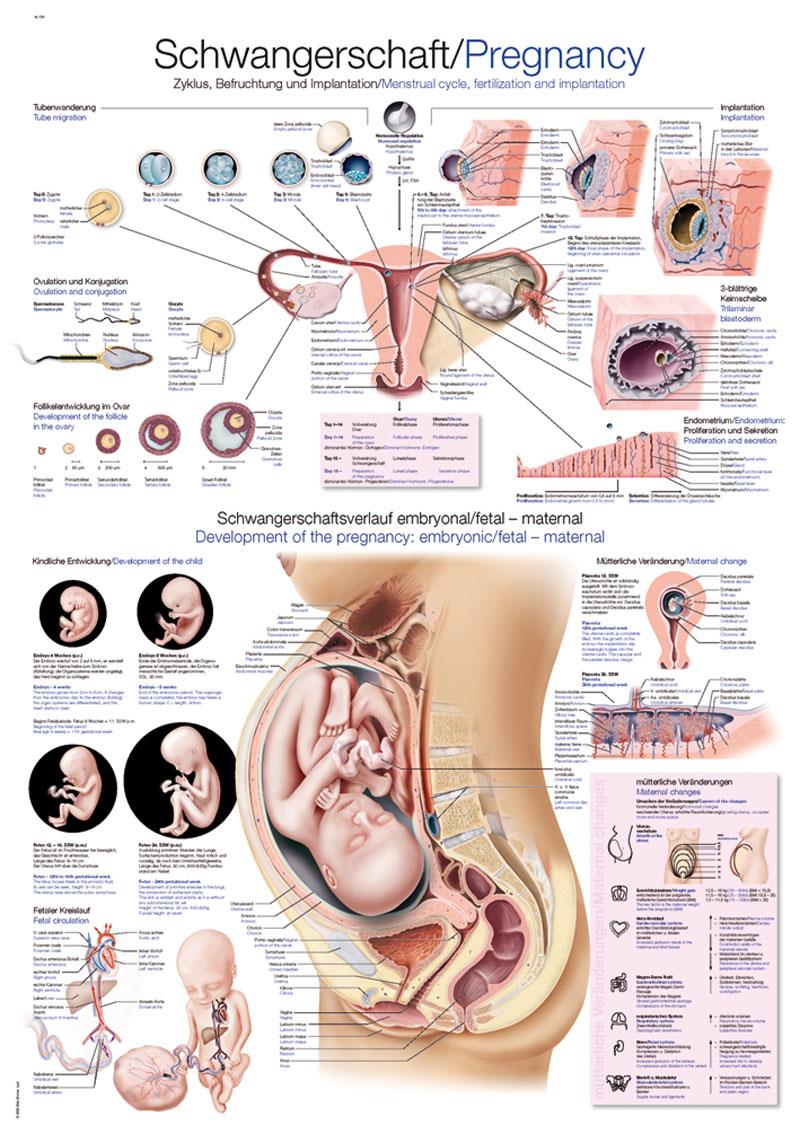 Chart Pregnancy, 50x70cm