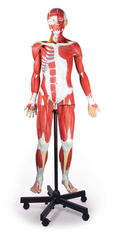 Muscle figure, 2/3 life size, 32 parts