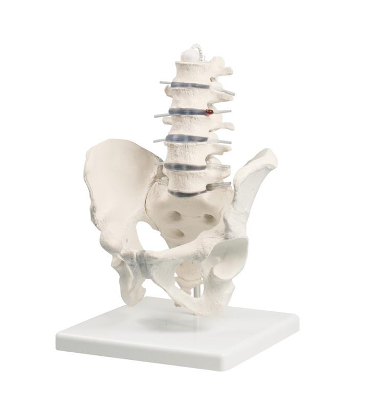 Lumbar spine with pelvis and stand