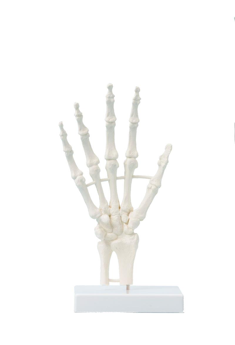 Hand skeleton, block model