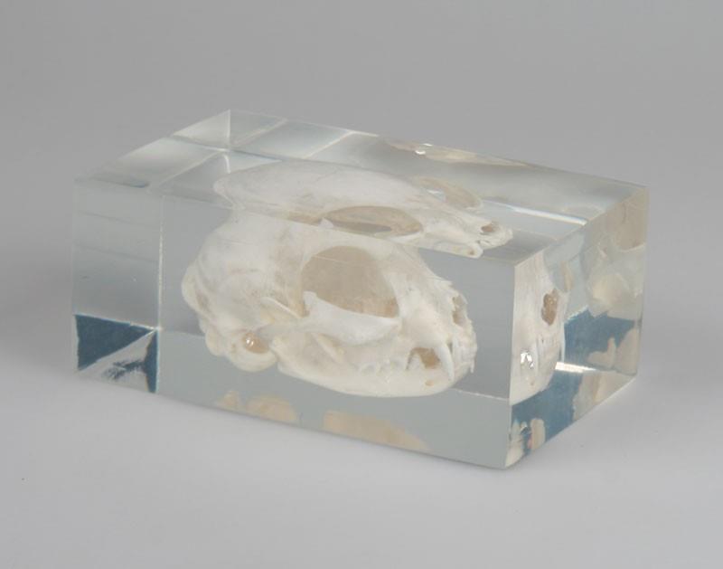 Crâne de chat dans plastique transparent