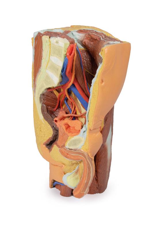 Male left pelvis and proximal thigh
