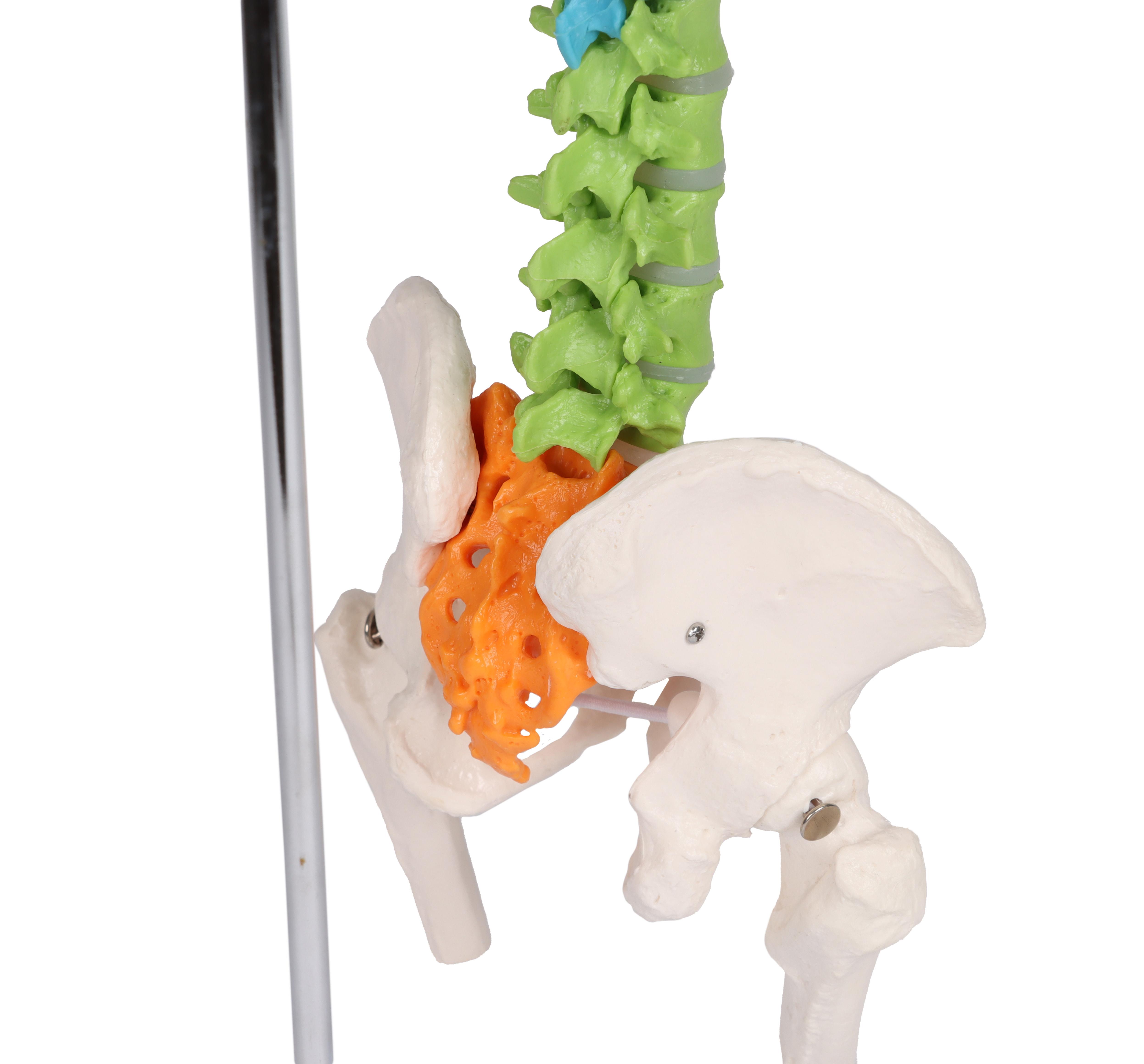 Colonne-vertébrale-miniature-flexible-didactique-4