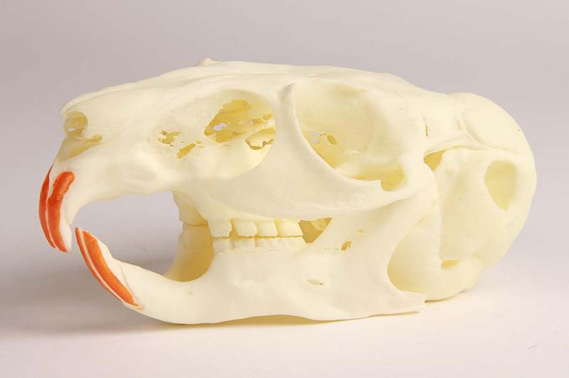 Chinchilla Skull with pathology, 2-times life size