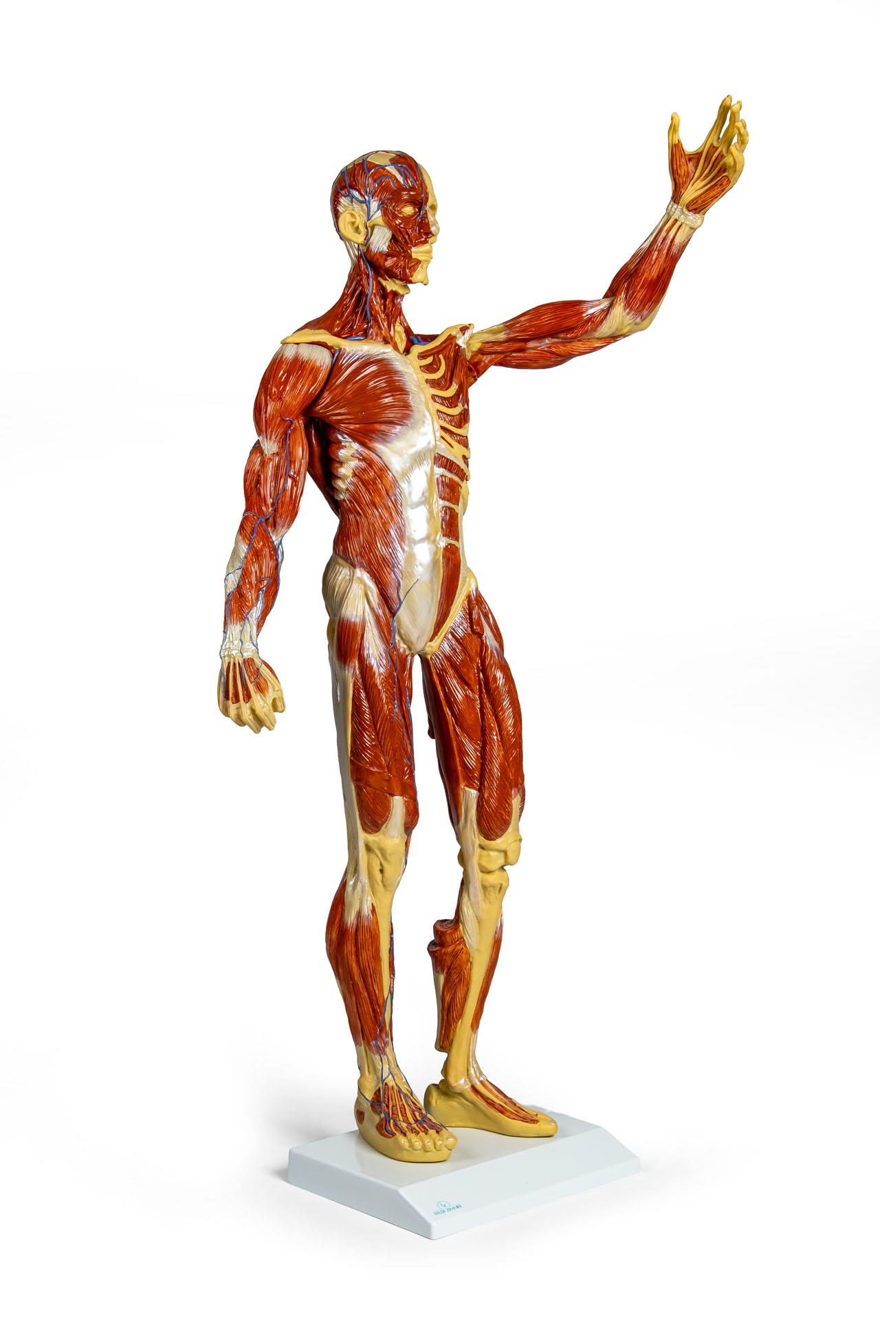 Muscular-figure-1-3-natural-size-1