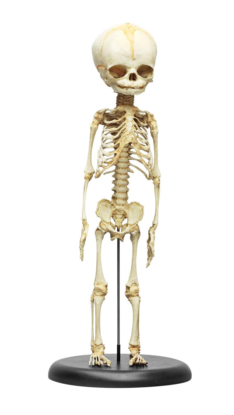 Squelette d´un fœtus, 30ième semaine