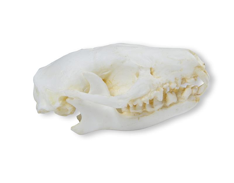 Skull Hedgehog (Erinaceus europaeus)