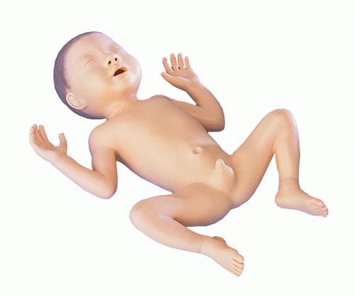 Premature Infant Model, 30 week old boy