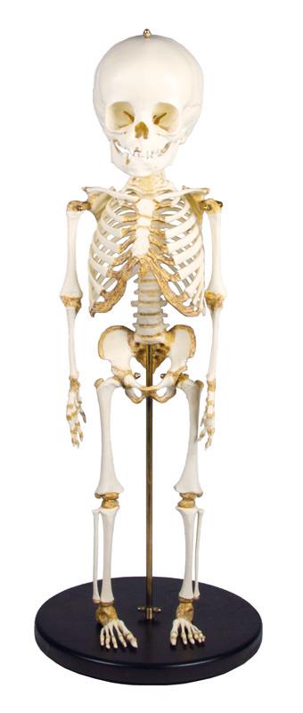 Child skeleton 14 to 16 months old