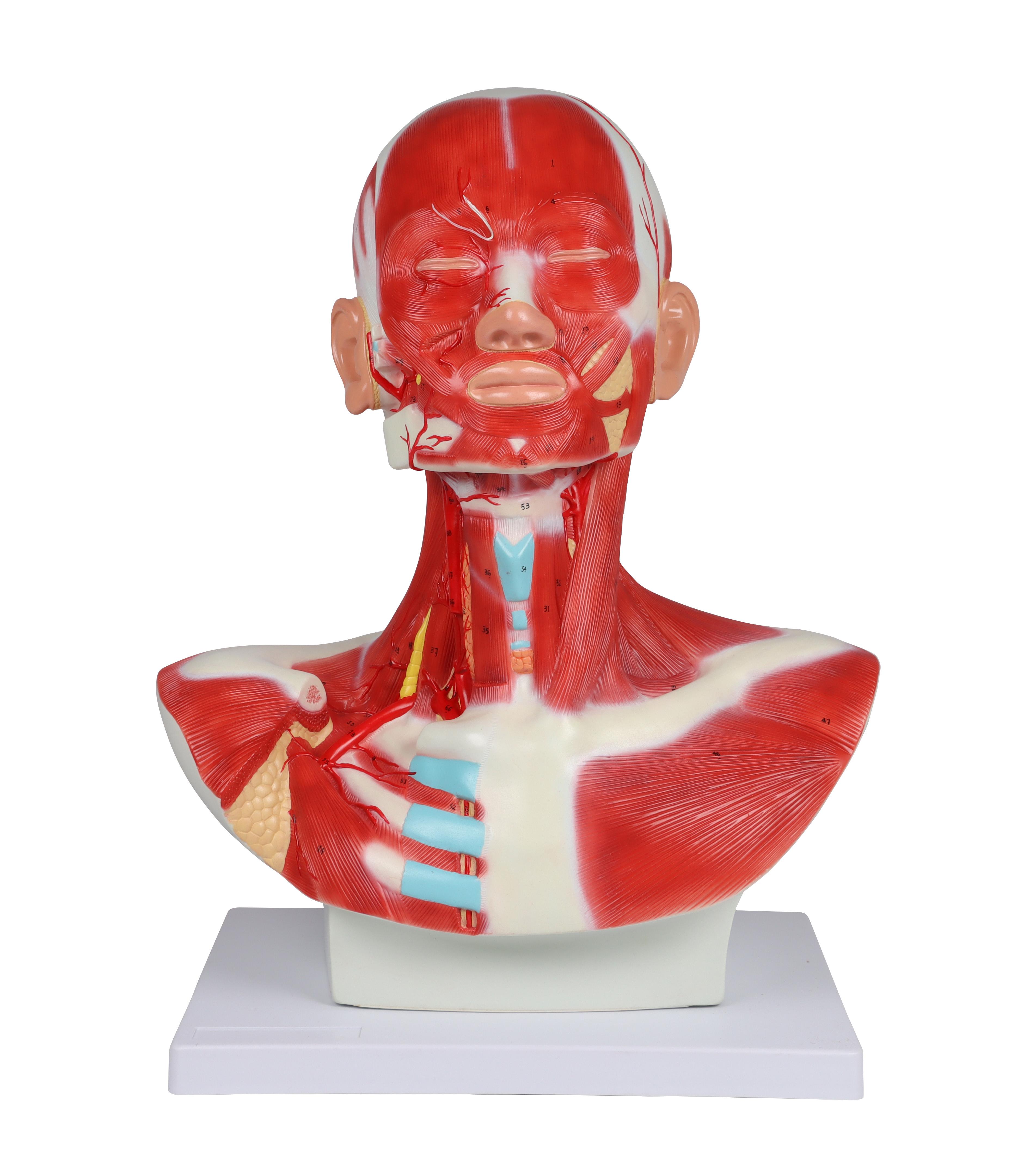 Musculature-de-la-tête-du-cou-et-du-thorax-1-partie