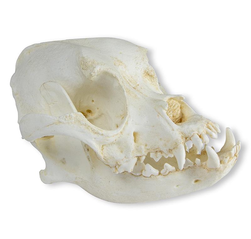 Skull of Domestic dog, boxer (Canis familiaris)