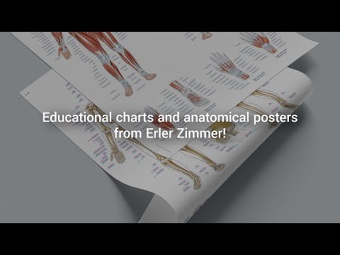 Chart The human muscles, 50x70cm