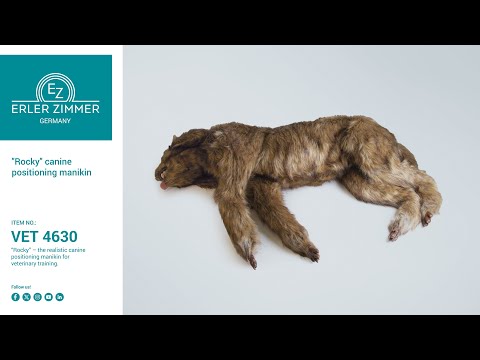 Chien "Rocky" - mannequin de positionnement